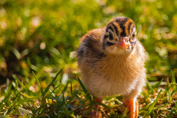 Close up of a cute tiny guineafowl keet standing in a grass meadow at sunset.