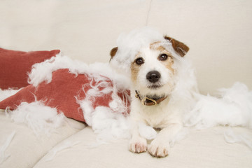 jack russell dog on a sofa  with innocent expression after bite and destroy a pillow homeware....