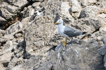 Mediterranean gull (Larus michahellis) on stones in the bay of Sa Calobra on the island of Mallorca, Spain. Travel to the Balearic Islands.