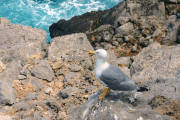 Mediterranean gull (Larus michahellis) on stones in the bay of Sa Calobra on the island of Mallorca, Spain. Travel to the Balearic Islands.