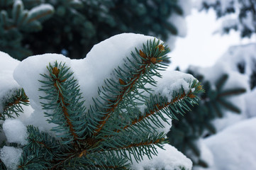 Green fluffy fir tree branch in the snow