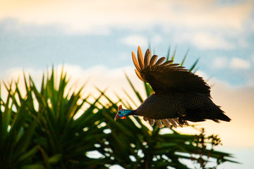 Fototapeta na wymiar Guineafowl in mid flight flying past bushes at sunset.