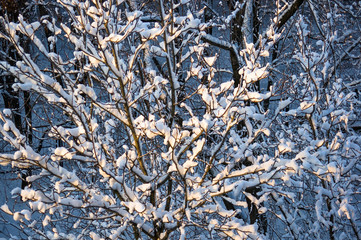 Rowan tree with red berries in the snow