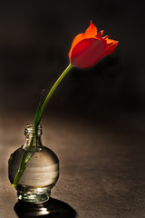 Red tulip in vase.