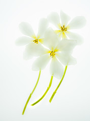 Fototapeta na wymiar Three white tulips on white background
