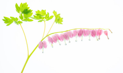 Bleeding heart (Lamprocapnos spectabilis) flowers in mid-April in a central Virginia garden.