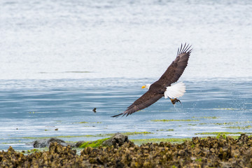 Bald Eagle (Haliaeetus leucocephalus) in flight low over a beach at low tide. Note the small fish in its talons.
