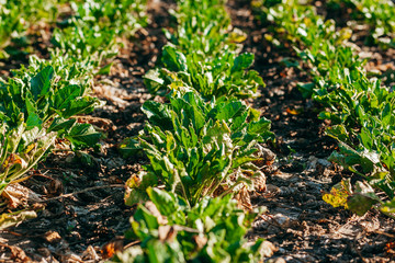 Field with green sugar beet