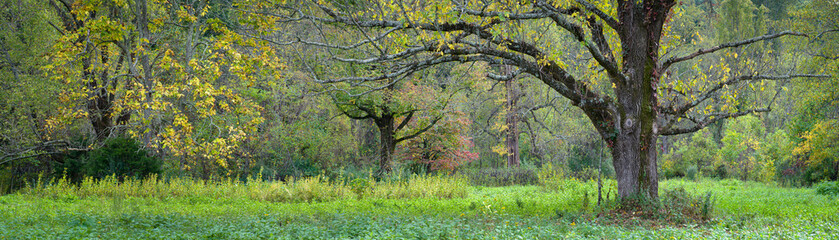 Trees growing in meadow in central Virginia in autumn.