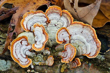 Turkey-tail fungus (Trametes versicolor) on rotting log. Recent studies show that substances within T. versicolor improve the immune systems of breast cancer patients. © Gerry