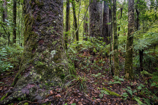 Old-growth forest of New Zealand kauri trees (Agathis australis), ferns, and bromeliads in the Waipoua Forest, New Zealand. Kauri are among the largest and longest-lived trees in the world.