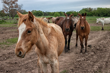 Wild horses graze in the sunlit meadow