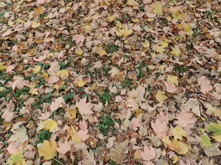 autumn colorful leavesin the nature