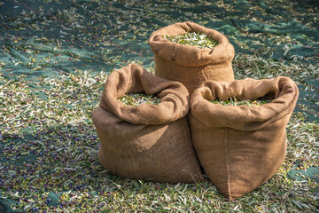 Harvested fresh olives in sacks in a field in Crete, Greece for olive oil production, using green...
