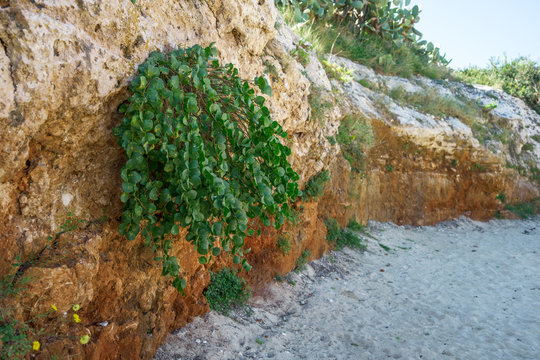Pianta di capperi