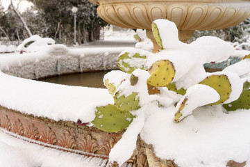 snowy prickly pear near a frozen fountain