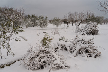 firewood covered by snow 