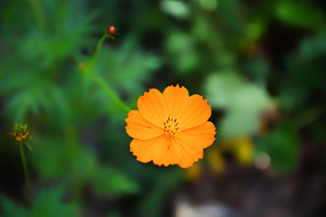 Beautiful flowers of the sulfur cosmos, cosmos sulphureus, yellow cosmos