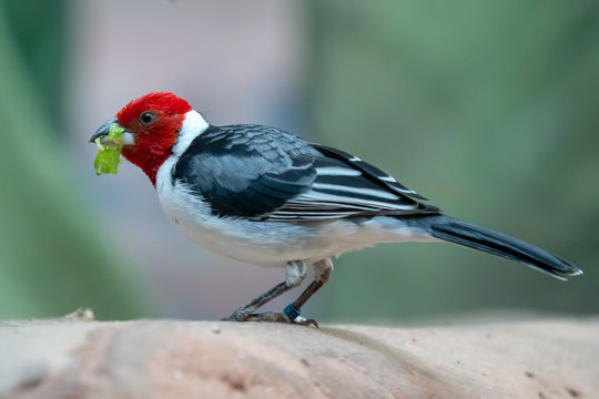 Red-cowled Cardinal ( Paroaria dominicana)