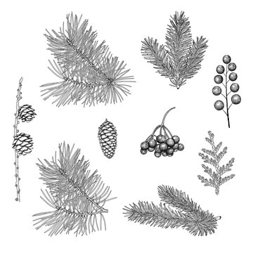 Hand-drawn branches and cones of spruce, pine, larch, rowan berries, juniper. Vintage black and white image of Christmas plants. Vector EPS 10.