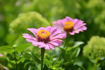 Obraz premium Pink cosmos flowers with green soft background