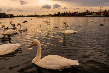 Fototapeta premium Swans on the lake in Reykjavik Iceland during sunset
