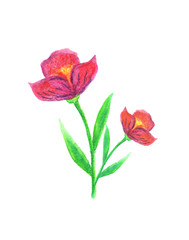 Herbal element. Hand painted illustration for design.