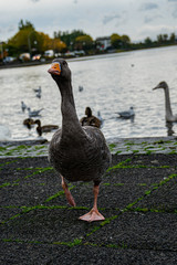 dancing goose at the board of the lake in Reykjavik Iceland