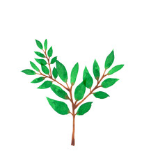 Fototapeta premium Branch with green leaves. Herbal element. Hand painted illustration for design.