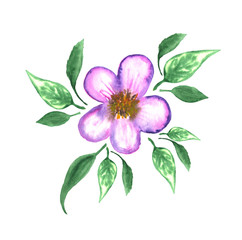 Fototapeta premium Herbal element. Flower with leaves. Hand painted illustration for design.