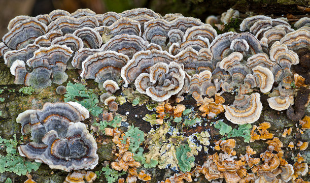Turkey-tail fungus (Trametes versicolor) on rotting log with turquoise lichen and smaller variety of turkey-tail (amber). T. versicolor improves the immune systems of breast cancer patients.
