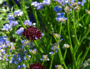 A variety of red flowers with green backgrounds