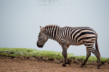 Fototapeta na wymiar zebra walking by the pond