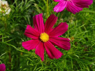 A variety of red flowers with green backgrounds