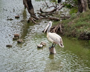 great white pelican in the pond