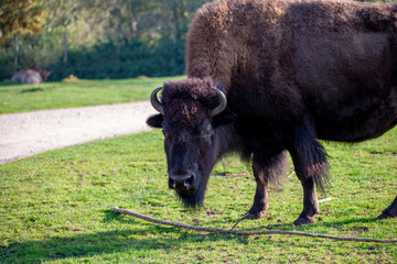 Bison