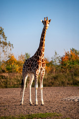 Obraz premium Giraffen im Sonnenlicht