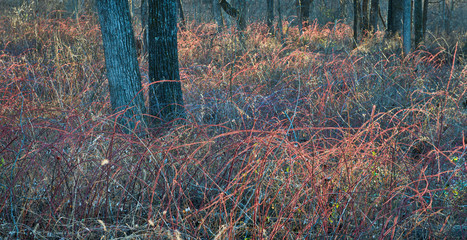 Red branches of wineberry (Rubus phoenicolasius) at wood's edge in central Virginia in early winter.