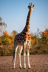 Giraffen im Sonnenlicht
