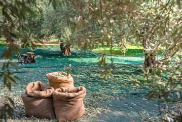 Harvested fresh olives in sacks in a field in Crete, Greece for olive oil production, using green...