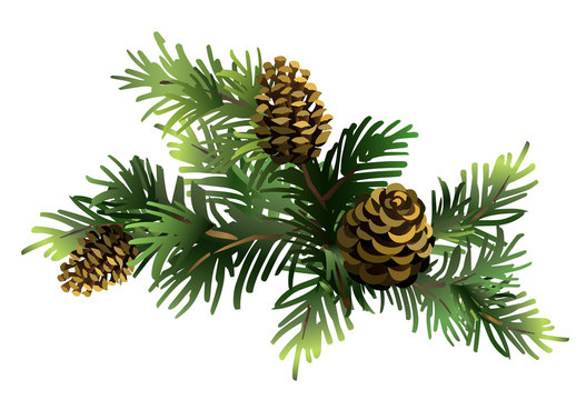 Fir branches with cones. Pine. Spruce. Vector illustration.