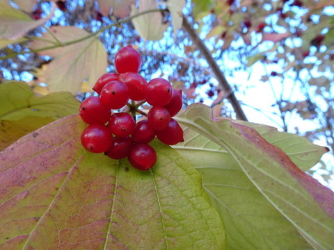 Gemeiner Schneeball Guelder rose berries viburnum opolus