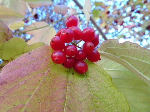 Gemeiner Schneeball Guelder rose berries viburnum opolus