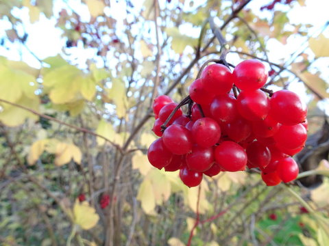 Gemeiner Schneeball Guelder rose berries viburnum opolus