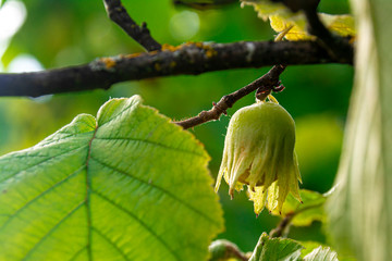 Green hazelnut on a branch in the fall on a sunny day. Copy space. Autumn image of the gifts of...