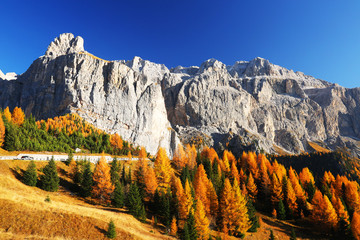 Larch forest in autumn, Dolomites, Italy
