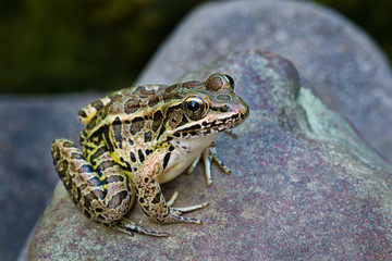 Pickerel frog  (Rana palustris) on rock by edge of pond. Frog emits skin secretions that are...