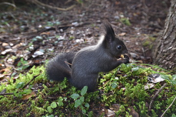 Naklejka na ściany i meble Wild squirrel with nut in forest in autumn