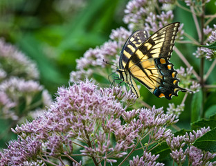 Female eastern tiger swallowtail (Papilio glaucus) nectaring on hollow-stemmed Joe-Pye weed (Eupatoriadelphus fistulosus) in central Virginia in mid-July. 