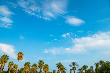 Tropical background of palm trees against blue sky.